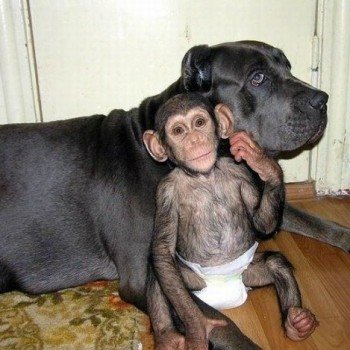 Mastiff Dog with a Big Heart Adopts Orphaned Chimpanzee. See their adorable photos. Mastiff Dog with a Big Heart Adopts Orphaned Chimpanzee. See their adorable photos.