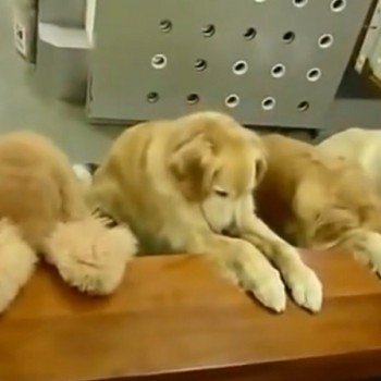 Dogs pray before eating. Well-behaved, cute… and religious, too! Dogs pray before eating. Well-behaved, cute… and religious, too!
