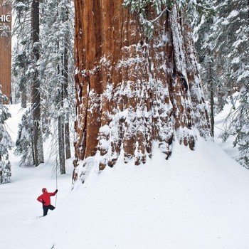 A Giant Sequoia Tree named “The President” — Captured in Extraordinary Full-Length Portrait. A Giant Sequoia Tree named “The President” — Captured in Extraordinary Full-Length Portrait.