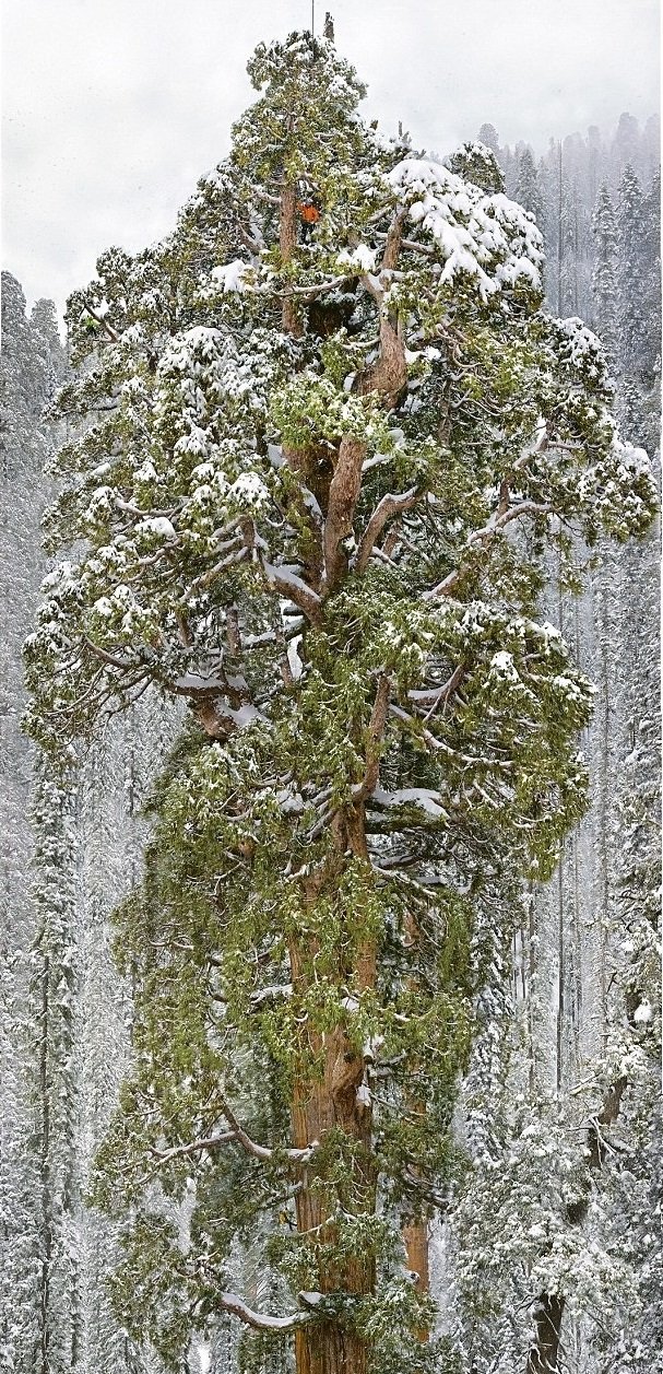 A Giant Sequoia Tree named "The President" --- Captured in