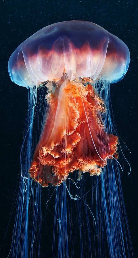 most beautiful sea creatures